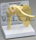 Shoulder Joint Anatomical Model